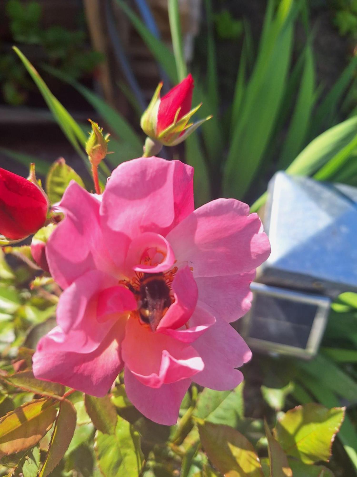 Espace Nature 97115 ซานต์-โรส ภายนอก รูปภาพ